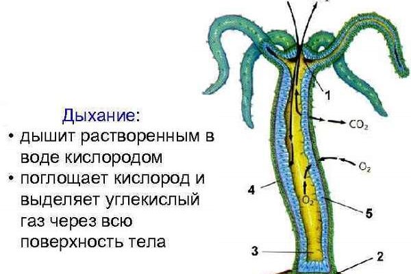 Кракен зон