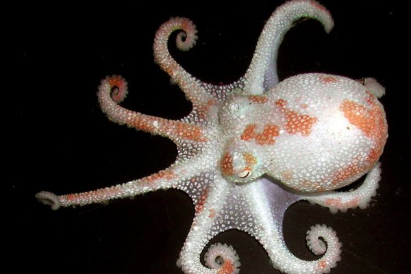 Kraken 17 at net